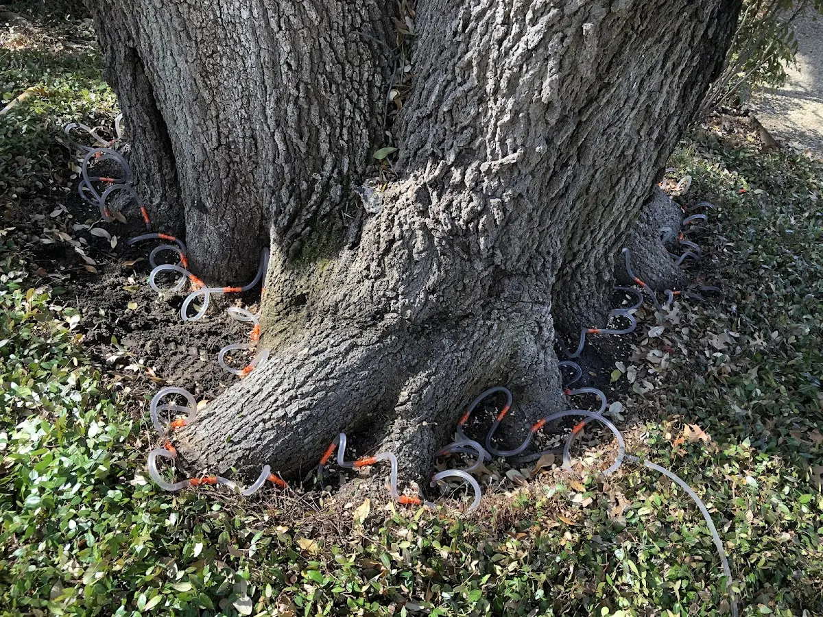 Detailed Tree Cabling and Bracing job site in Little Mountain