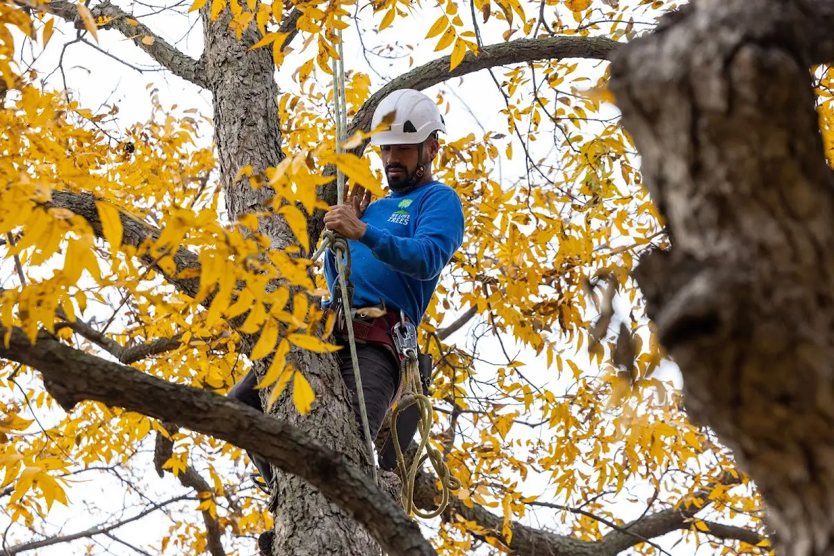 Skilled Tree Transplanting crew working in Little Mountain